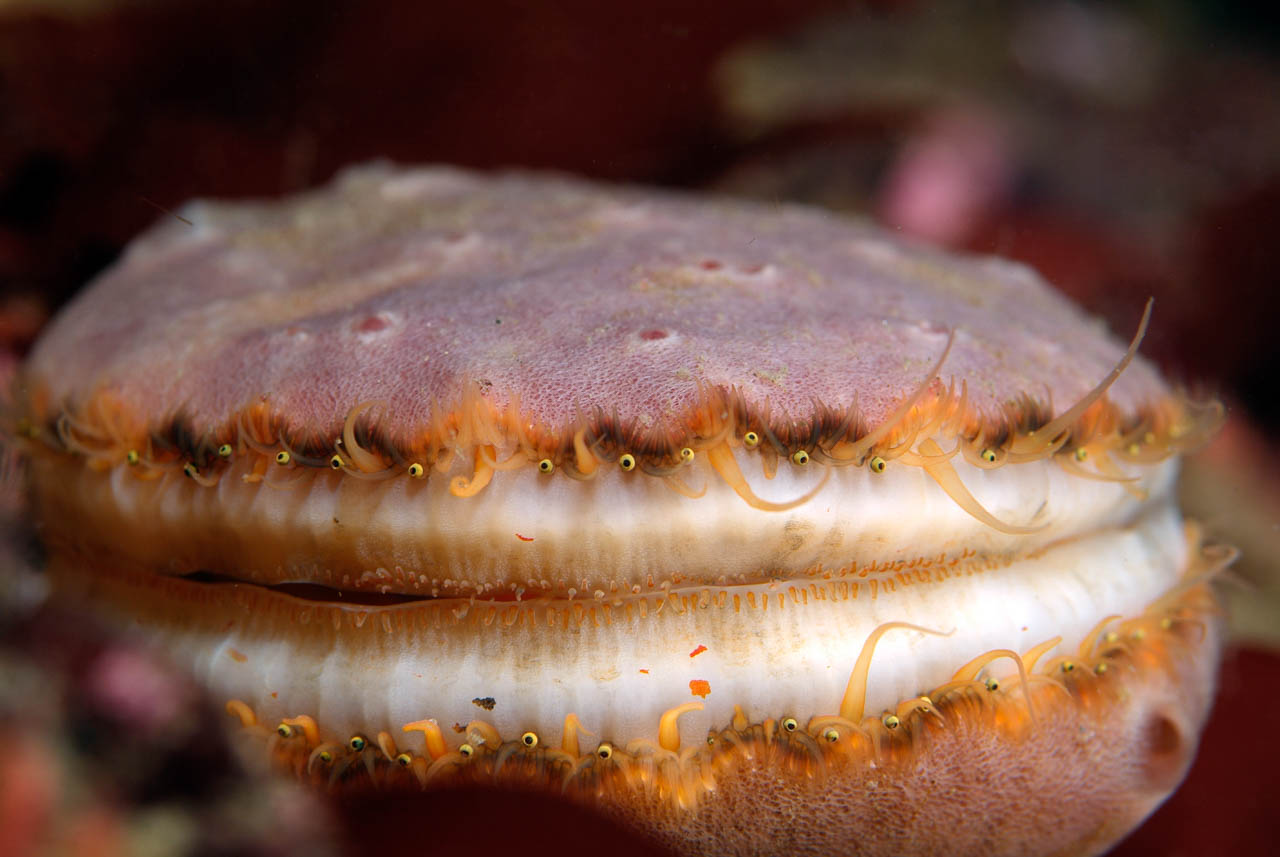 Scallops meeting in the cold waters of Vancouver Island.