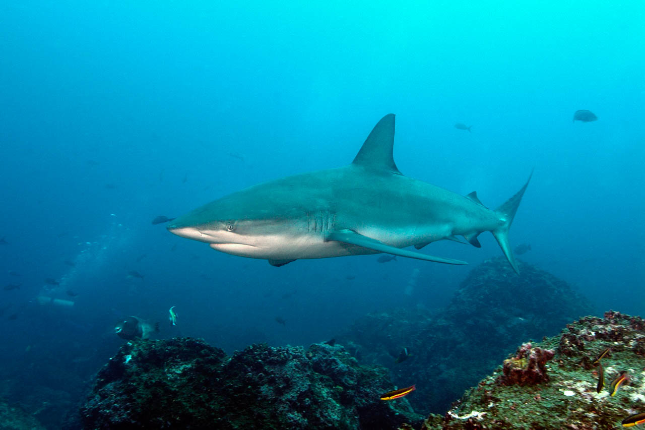 Galapagos shark around Wolf Island.