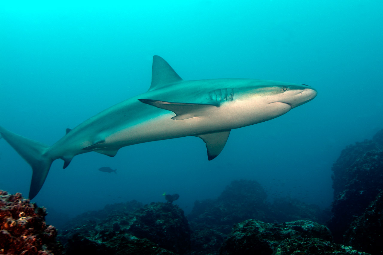 Galapagos shark around Wolf Island.