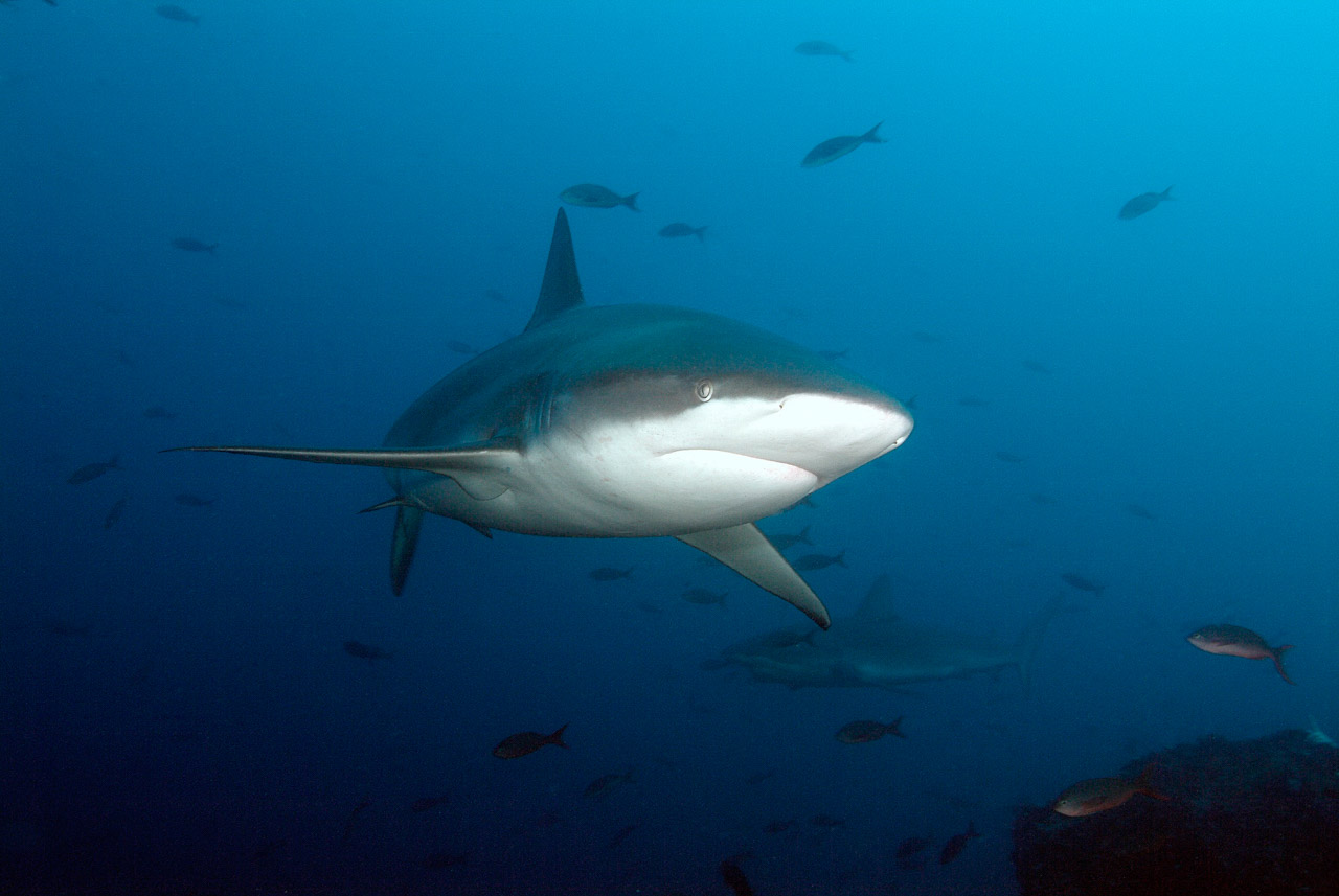 Galapagos shark around Wolf Island.