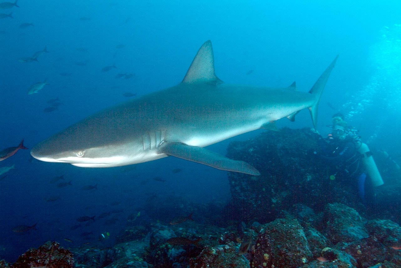Galapagos shark around Wolf Island.
