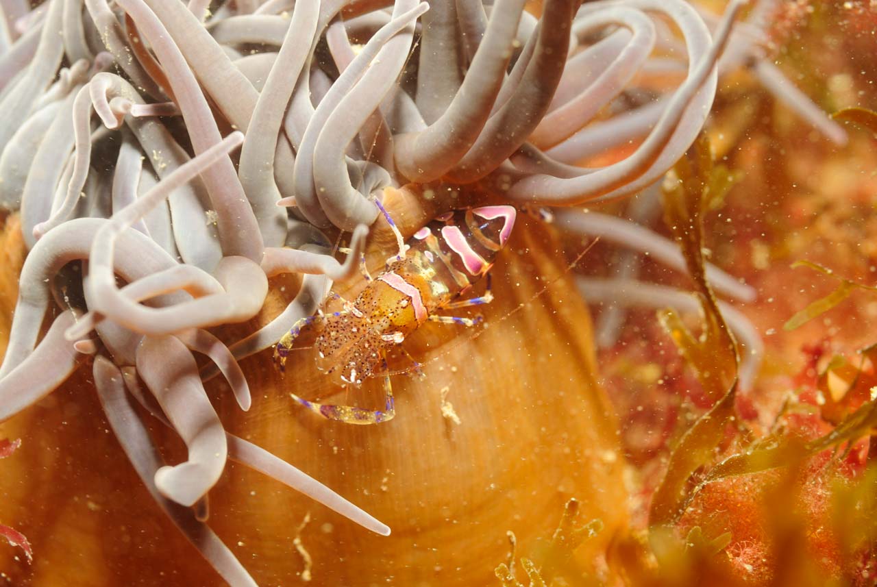 A Periclimenes sp. shrimp in the waters of Ploumanach, North Brittany.
