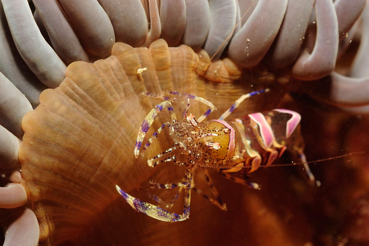 A Periclimenes sp. shrimp in the waters of Ploumanach, North Brittany.