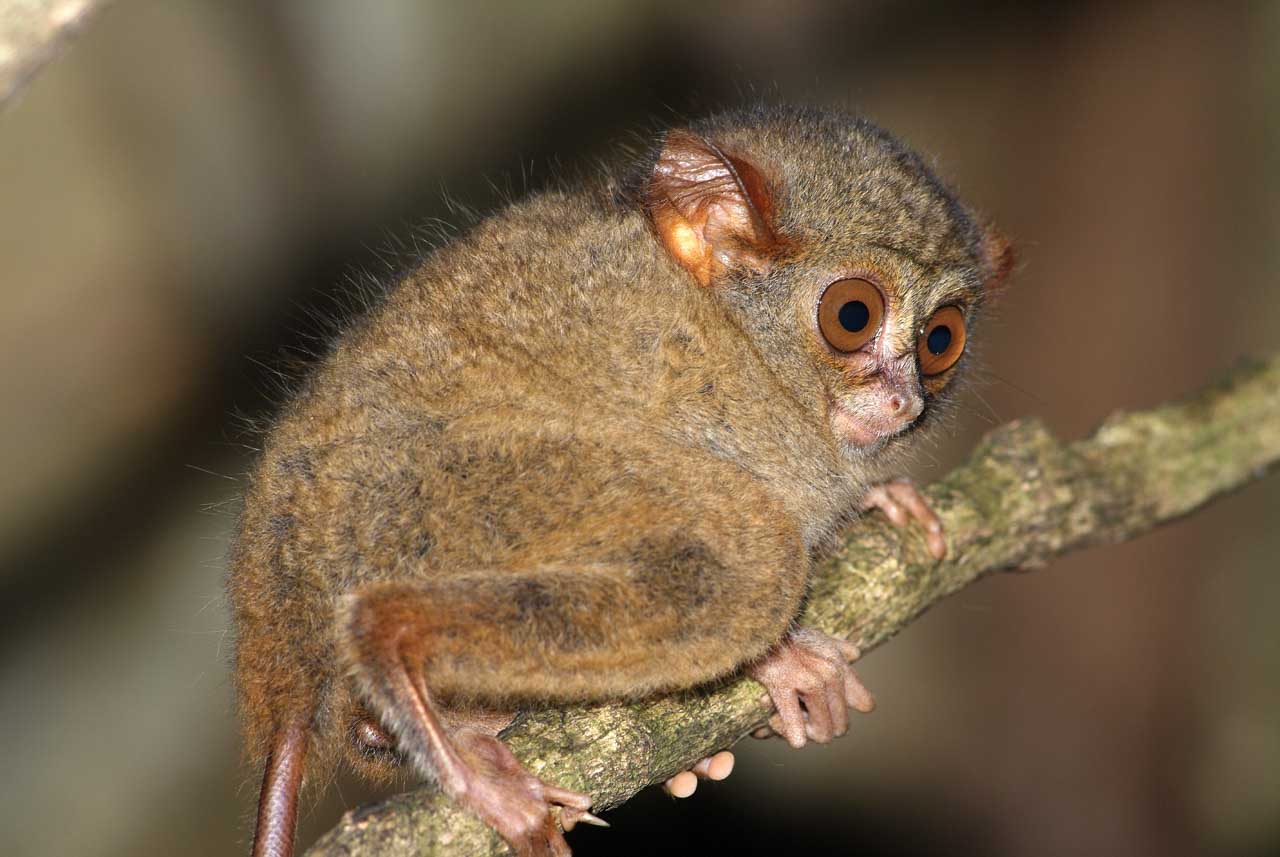A spectral tarsier in a forest of North Sulawesi, Indonesia.