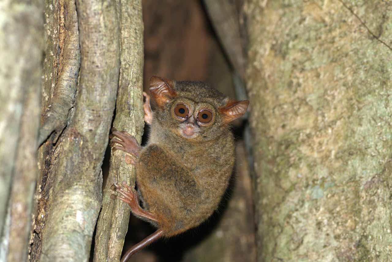 A spectral tarsier in a forest of North Sulawesi, Indonesia.