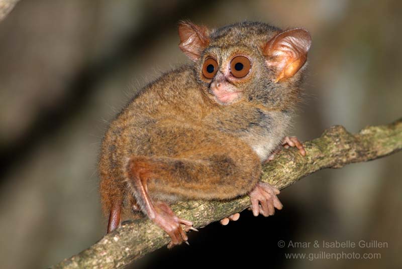 A spectral tarsier in a forest of North Sulawesi, Indonesia