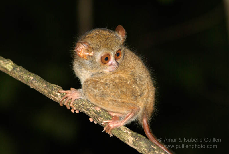A spectral tarsier in a forest of North Sulawesi, Indonesia