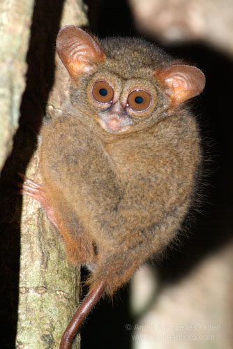 A spectral tarsier in a forest of North Sulawesi, Indonesia