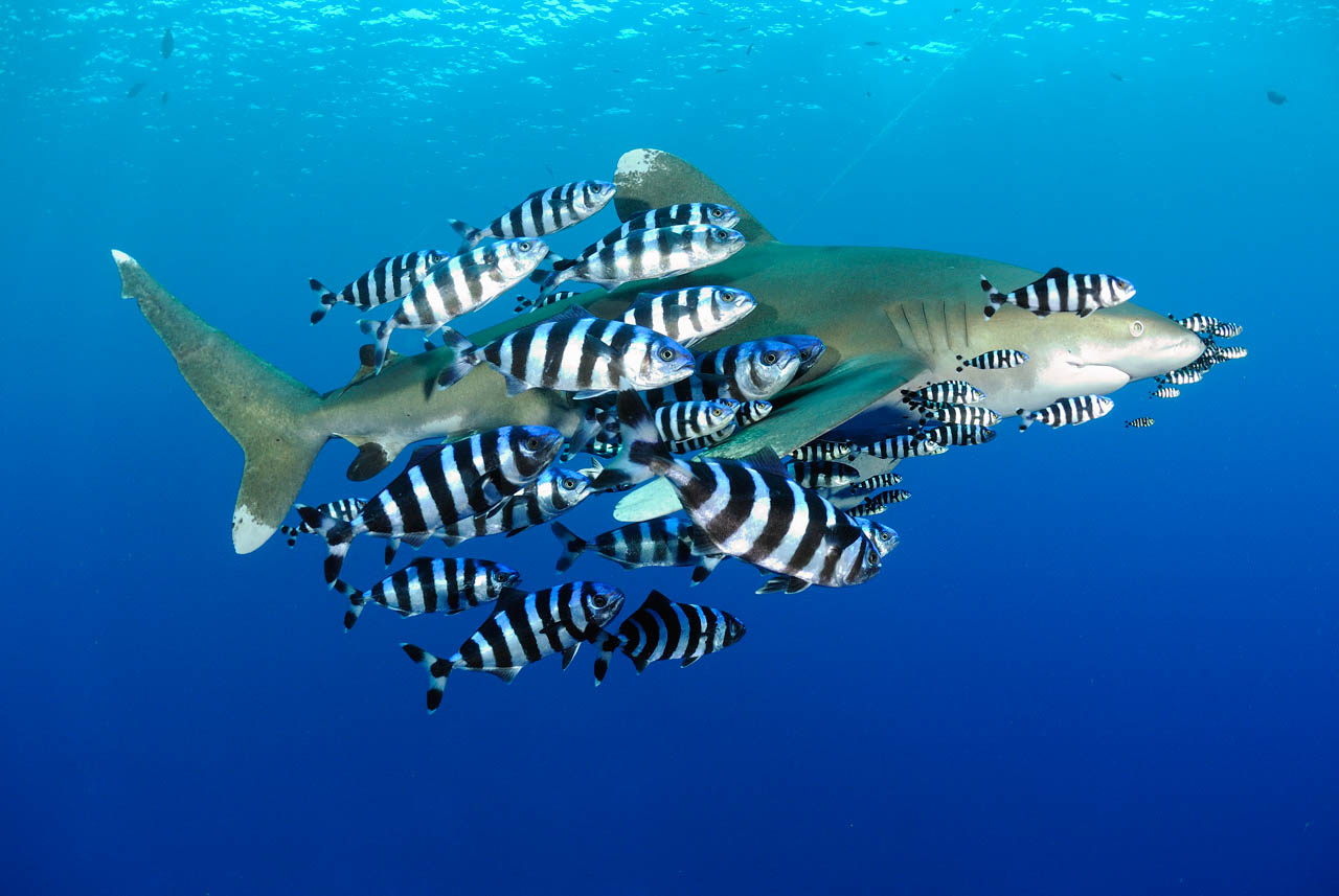 A whitetip shark (Carcharhinus longimanus) in the Red Sea.