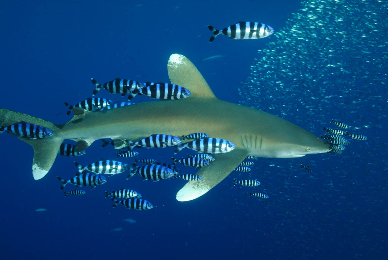A whitetip shark (Carcharhinus longimanus) in the Red Sea.