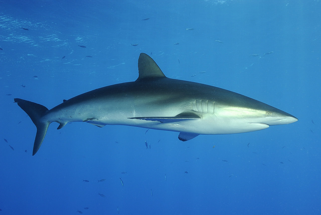 A silky shark (Carcharhinus falciformis) in the Red Sea.