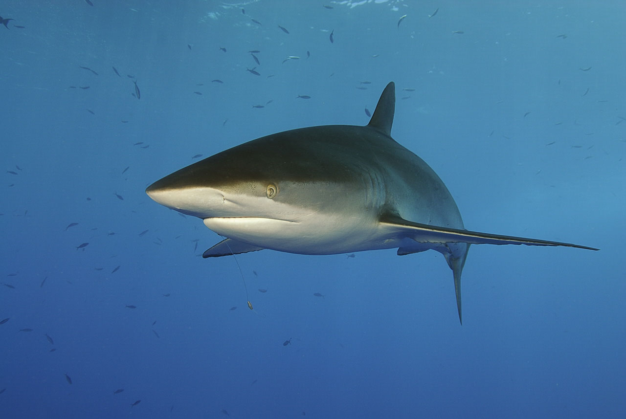 A silky shark (Carcharhinus falciformis) in the Red Sea.