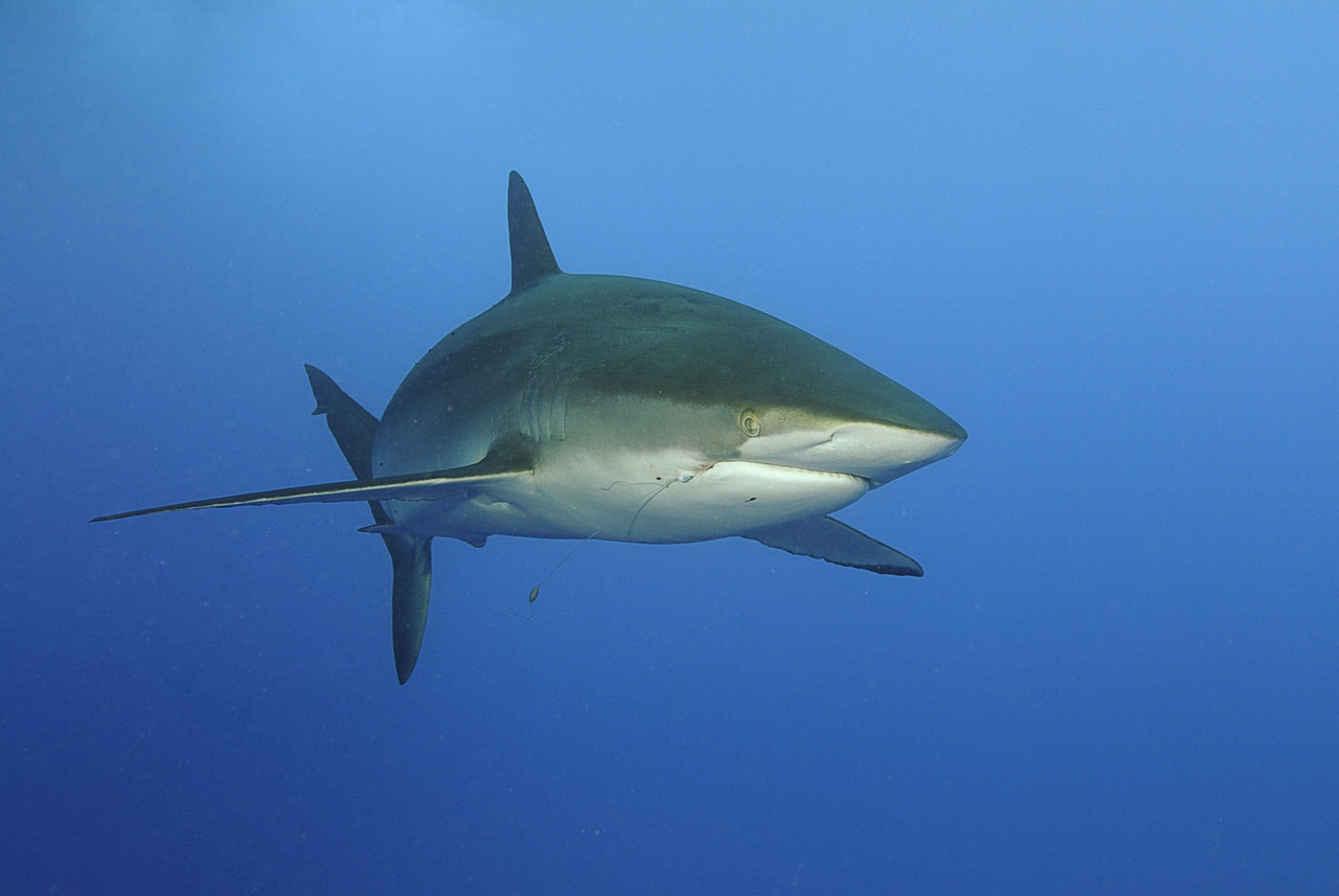 A silky shark (Carcharhinus falciformis) in the Red Sea.
