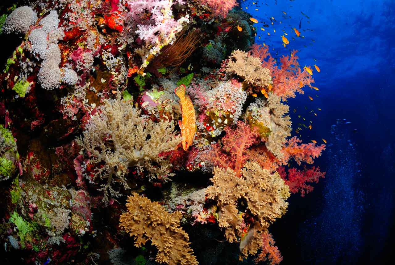 Saint John's reef in the Red Sea off the coast of Egypt.
