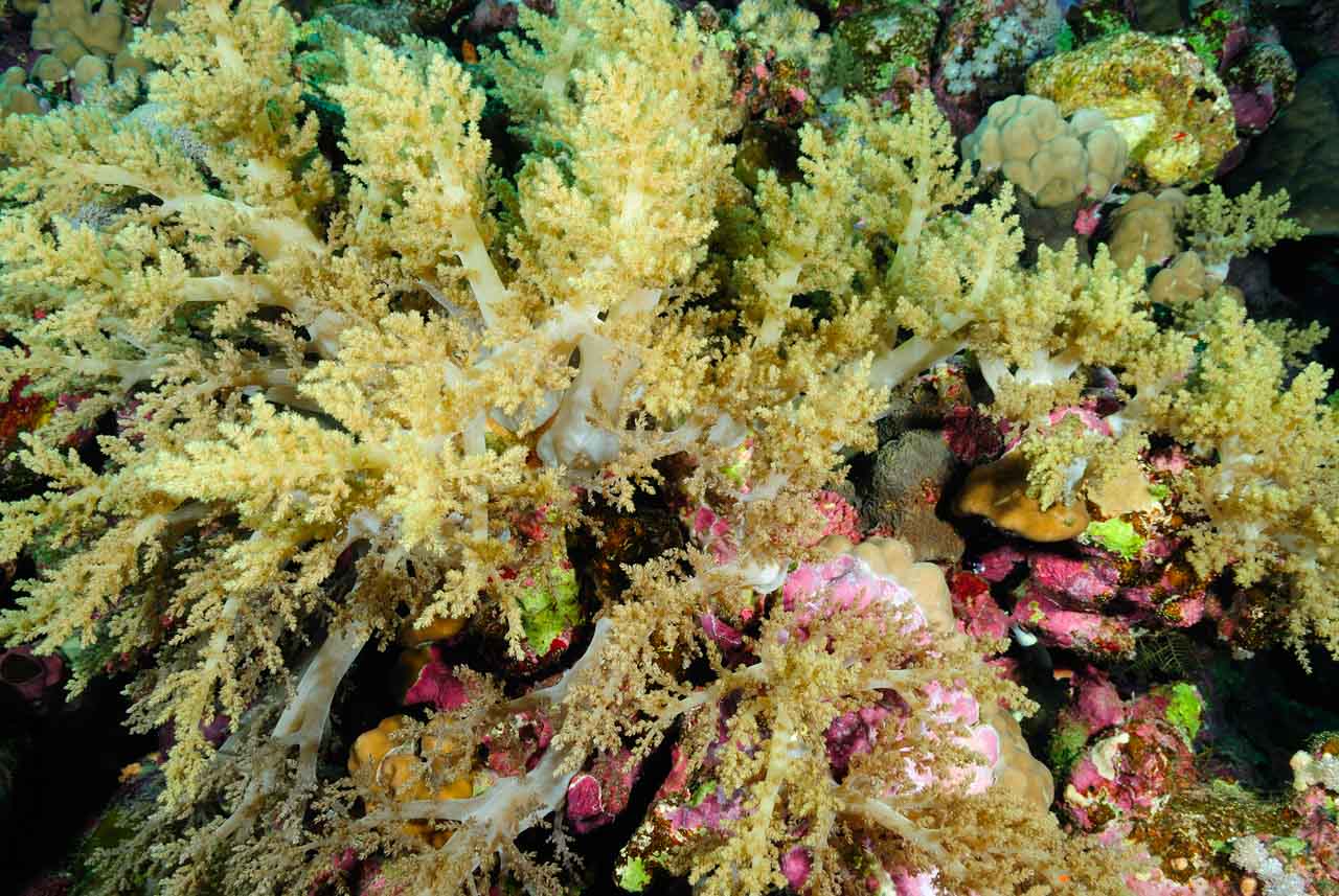 Saint John's reef in the Red Sea off the coast of Egypt.