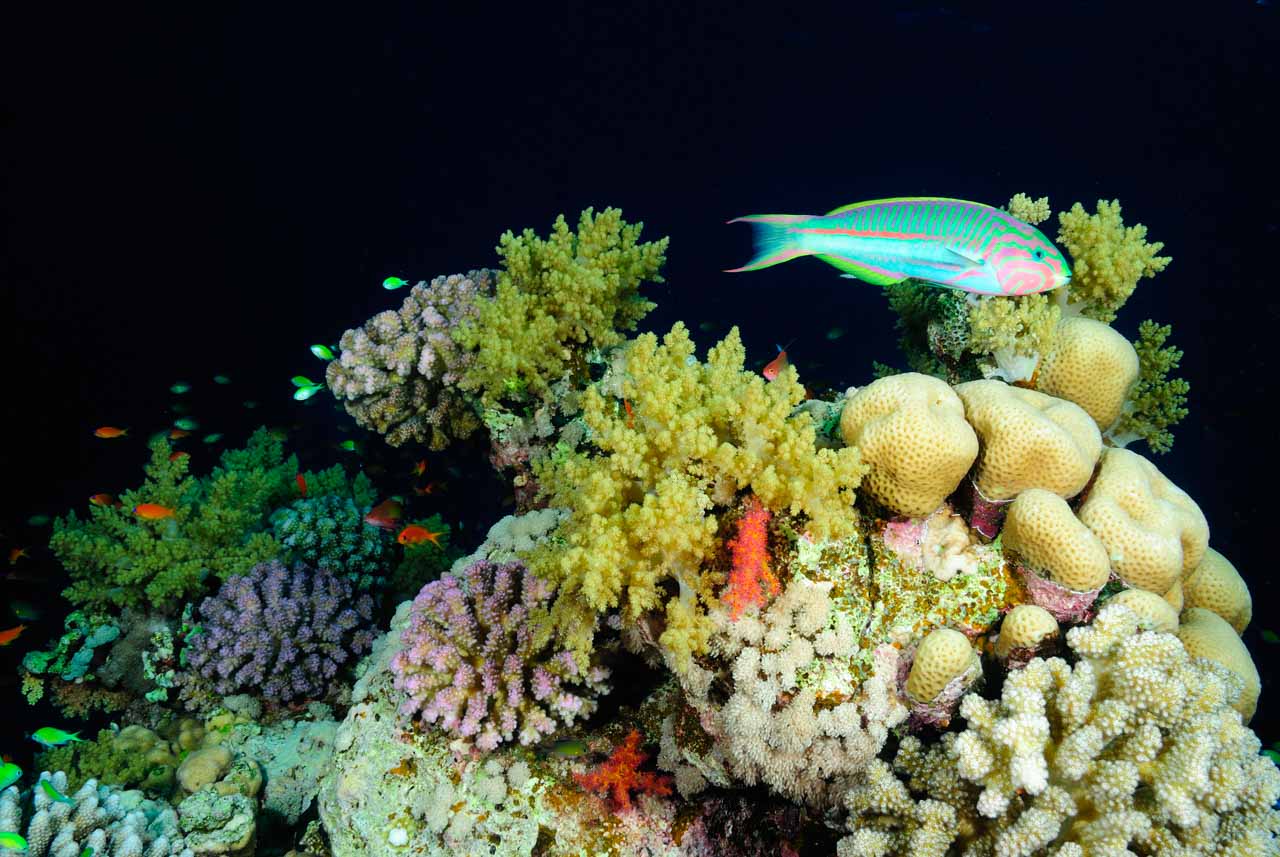 Saint John's reef in the Red Sea off the coast of Egypt.