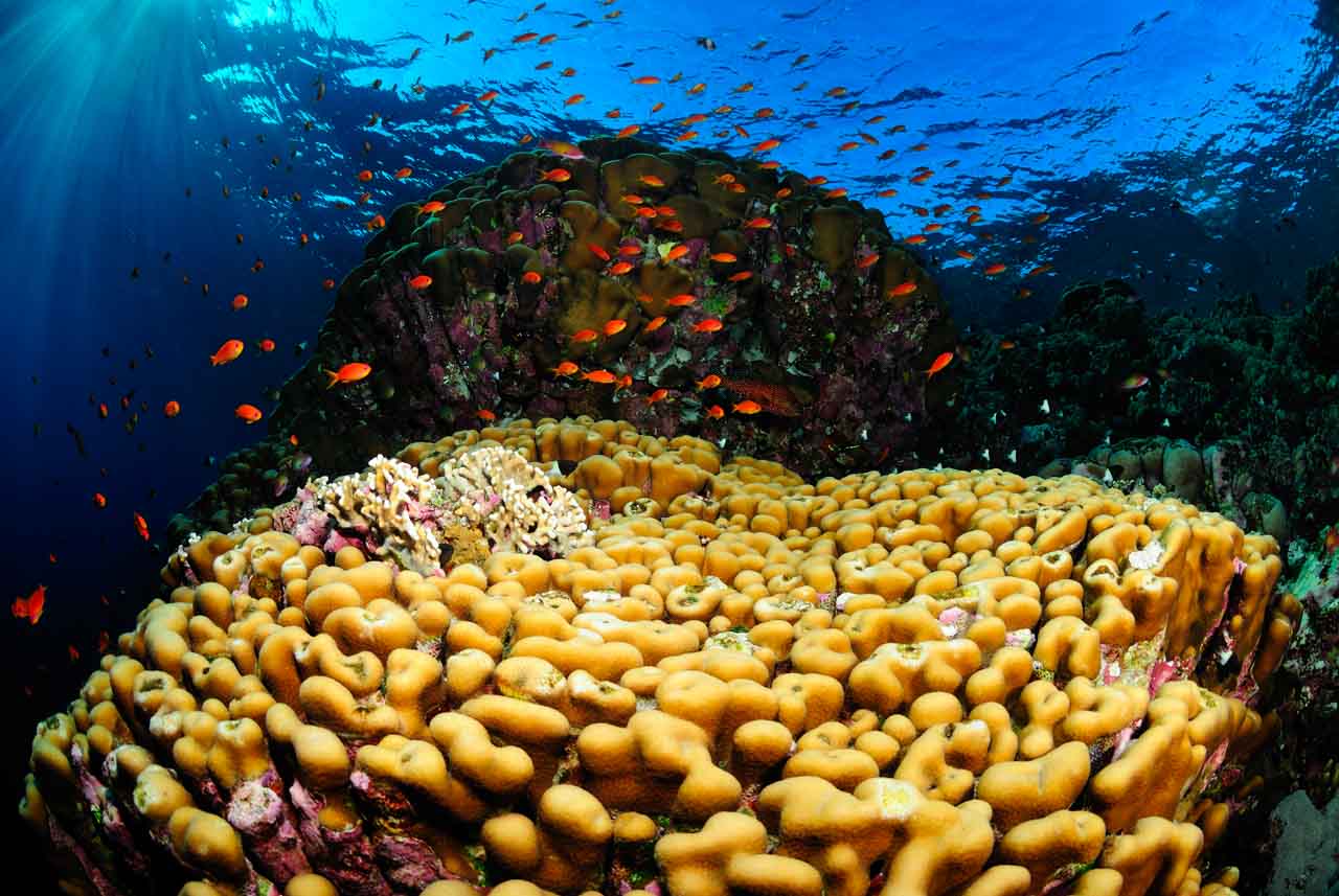 Saint John's reef in the Red Sea off the coast of Egypt.