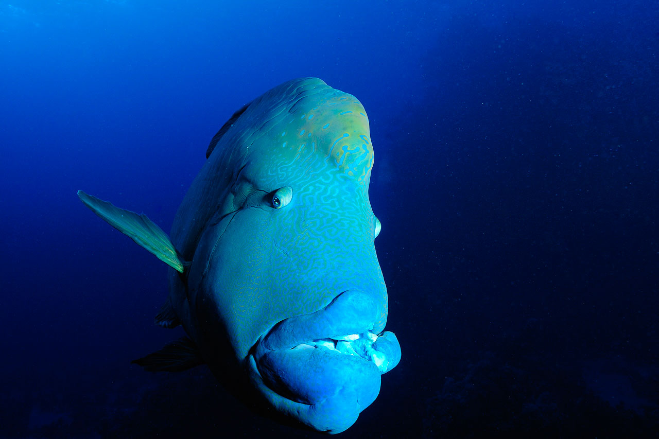 Saint John's reef in the Red Sea off the coast of Egypt.