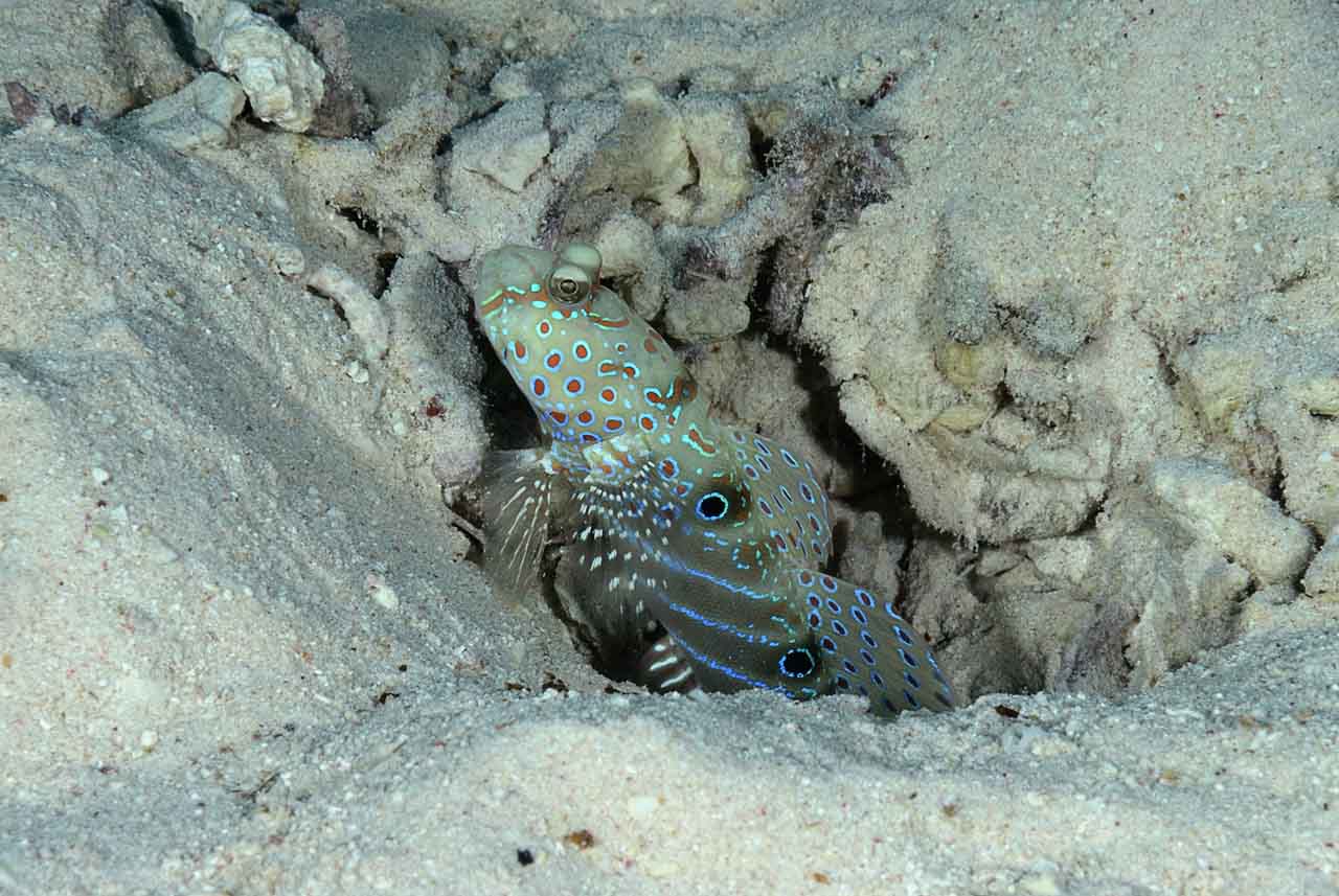 Underwater life of the sandy bottom of the Red Sea. Fury Shoal reefs in Egypt.