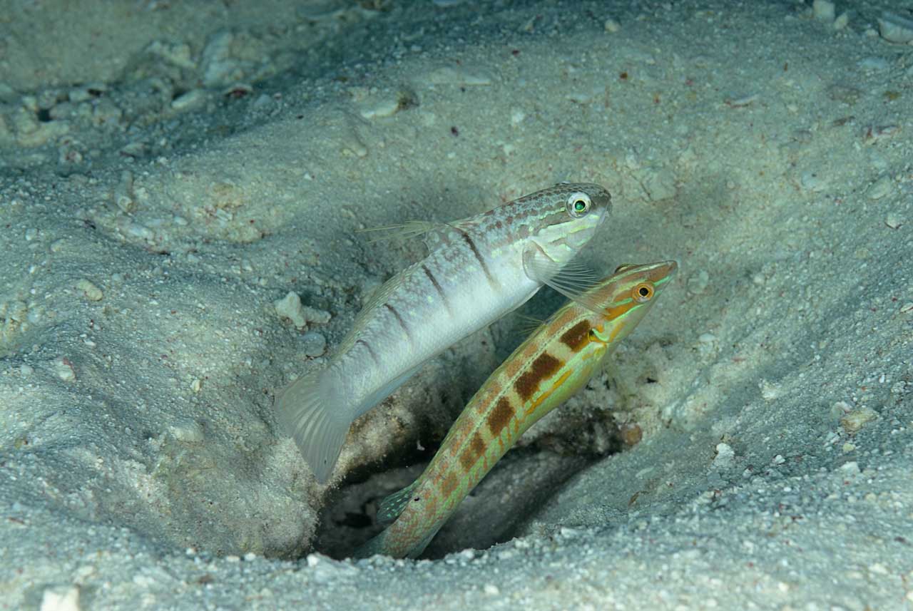Underwater life of the sandy bottom of the Red Sea. Fury Shoal reefs in Egypt.