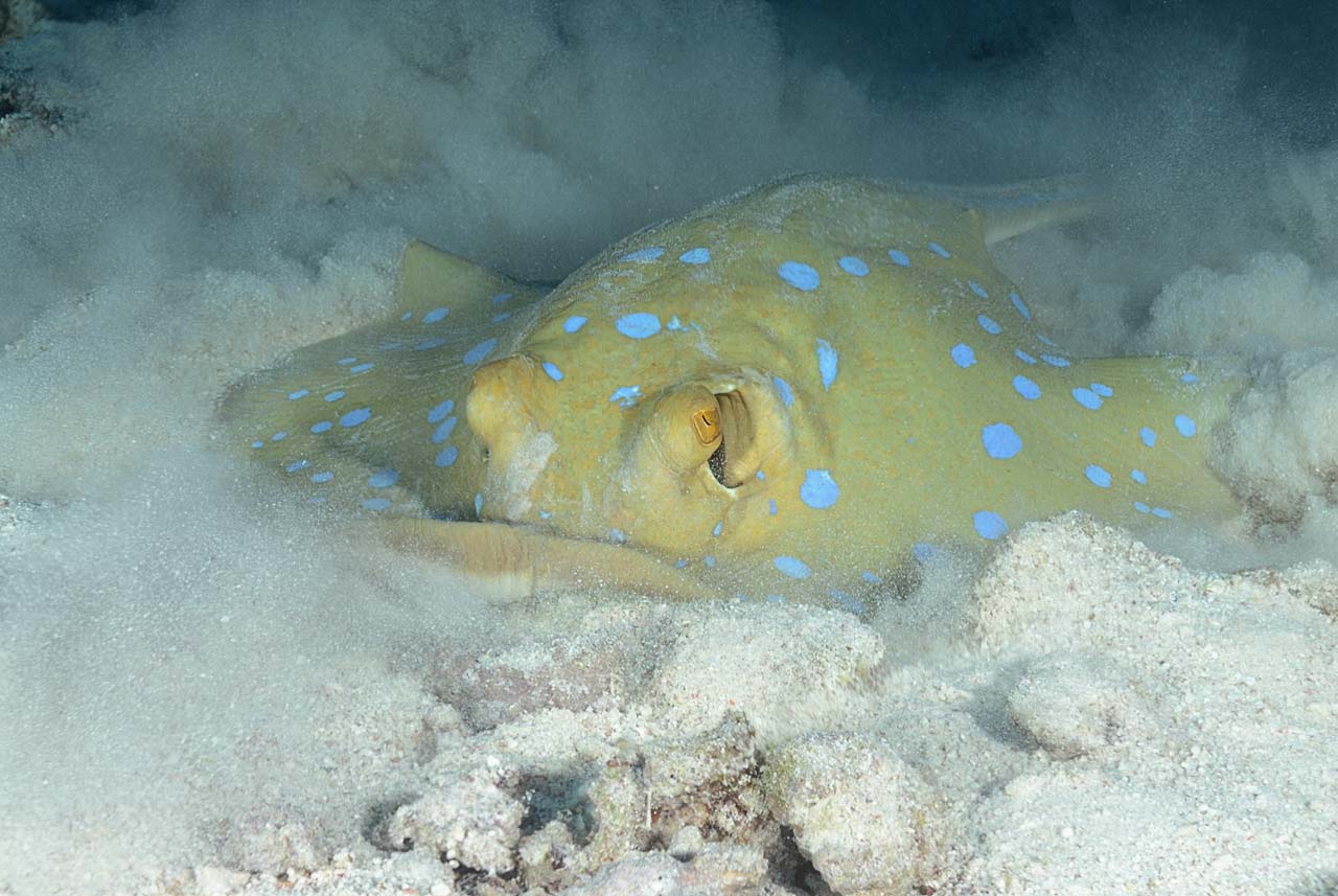 Underwater life of the sandy bottom of the Red Sea. Fury Shoal reefs in Egypt.