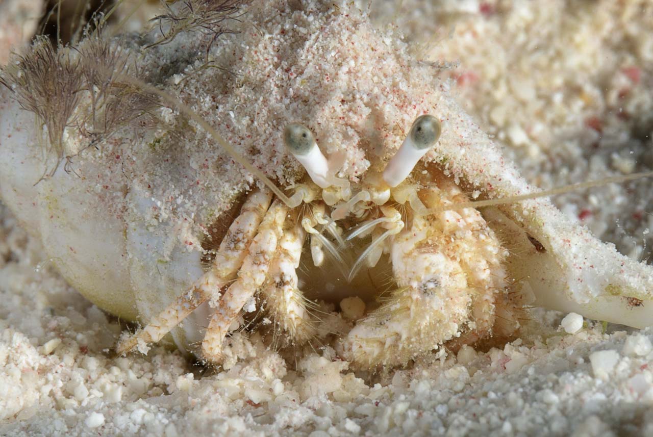 Underwater life of the sandy bottom of the Red Sea. Fury Shoal reefs in Egypt.