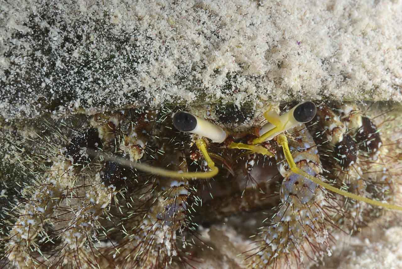 Underwater life of the sandy bottom of the Red Sea. Fury Shoal reefs in Egypt.