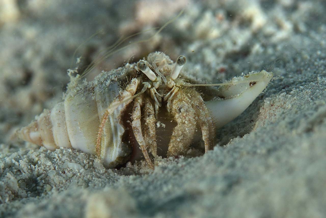 Underwater life of the sandy bottom of the Red Sea. Fury Shoal reefs in Egypt.