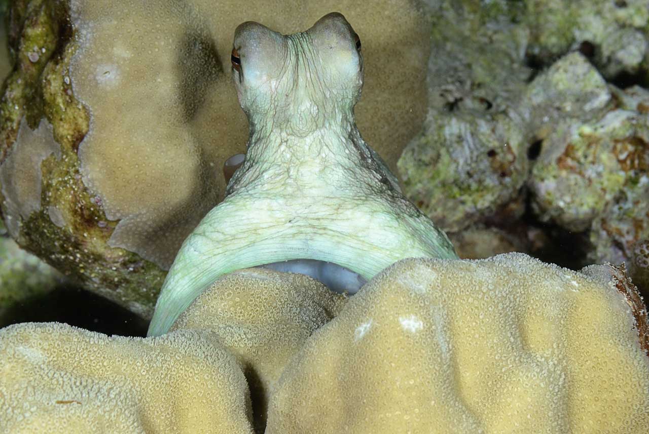 Underwater life of the sandy bottom of the Red Sea. Fury Shoal reefs in Egypt.