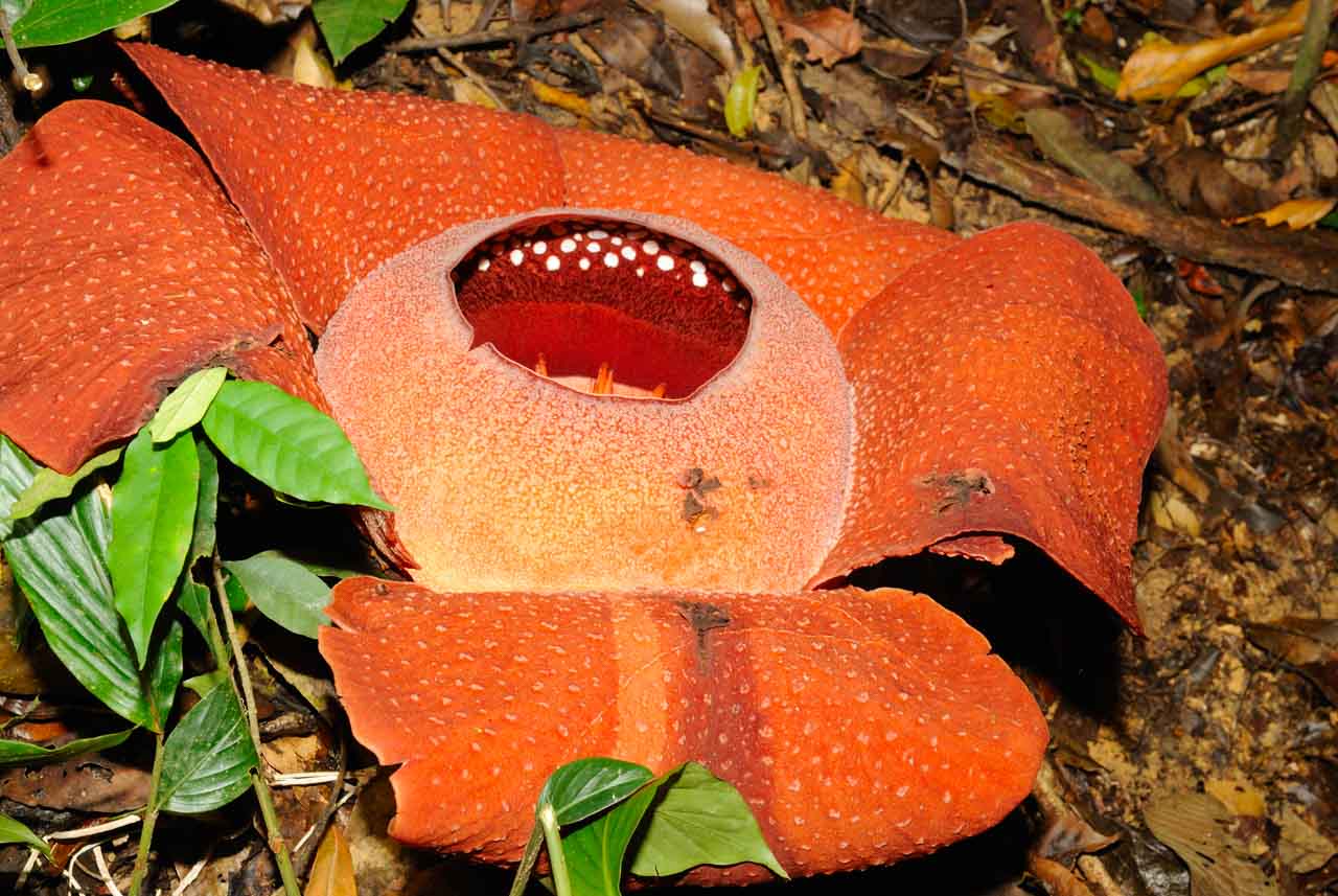 The rafflesia flower: the biggest flower in the world.