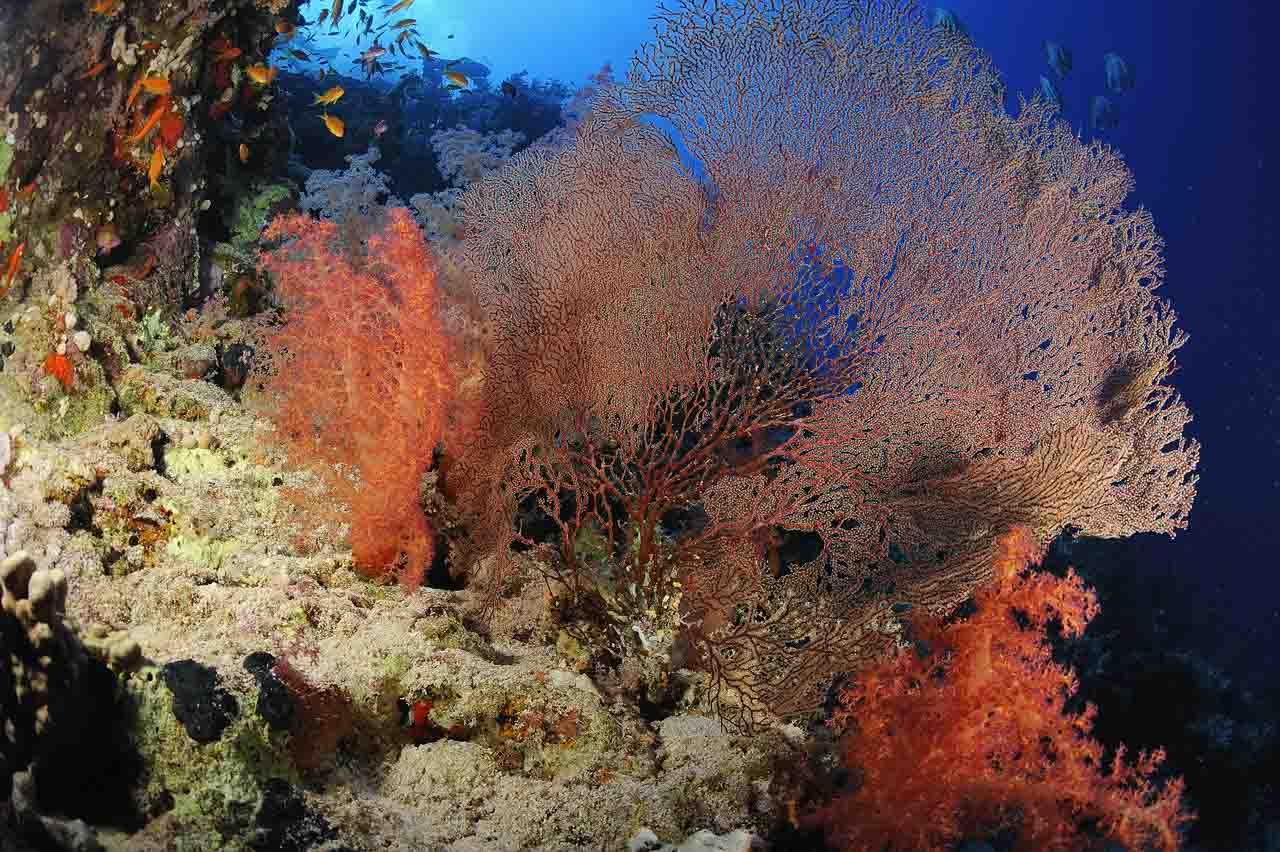 The Shark Reef drop off in the Northern Red Sea in Egypt.