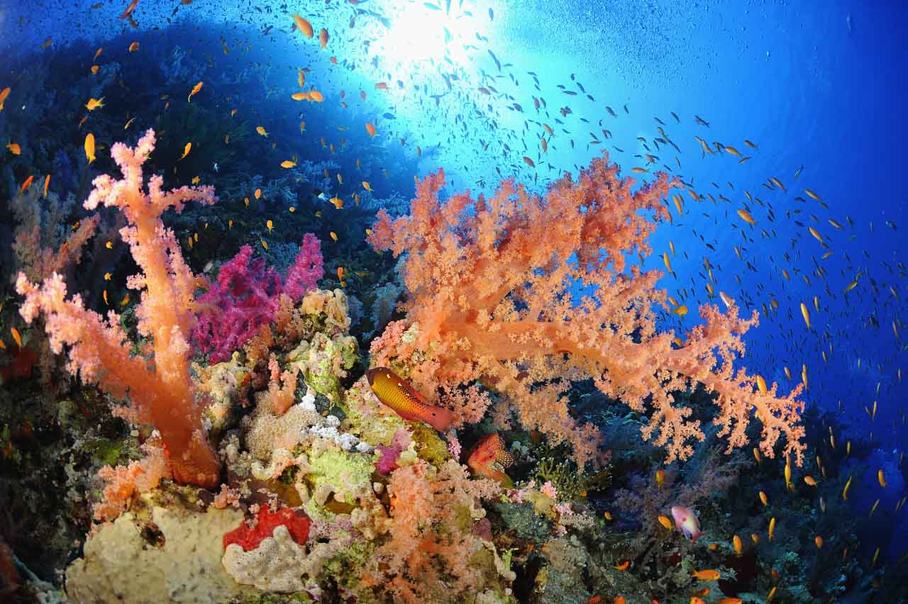 The Shark Reef drop off in the Northern Red Sea in Egypt.