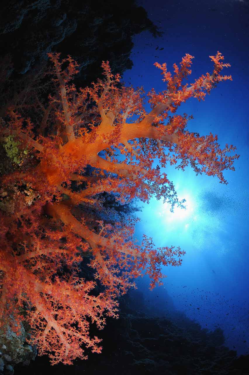 The Shark Reef drop off in the Northern Red Sea in Egypt.