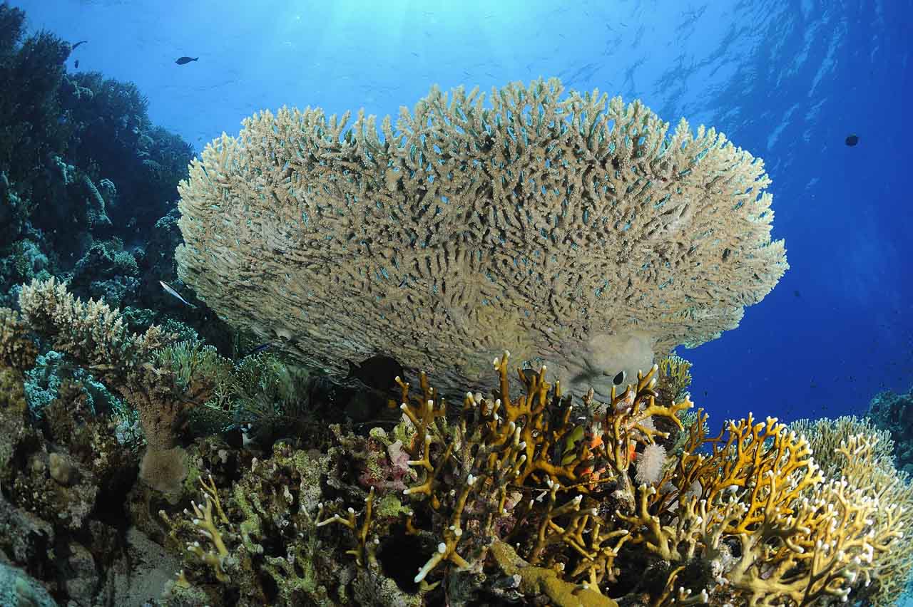 The Shark Reef drop off in the Northern Red Sea in Egypt.
