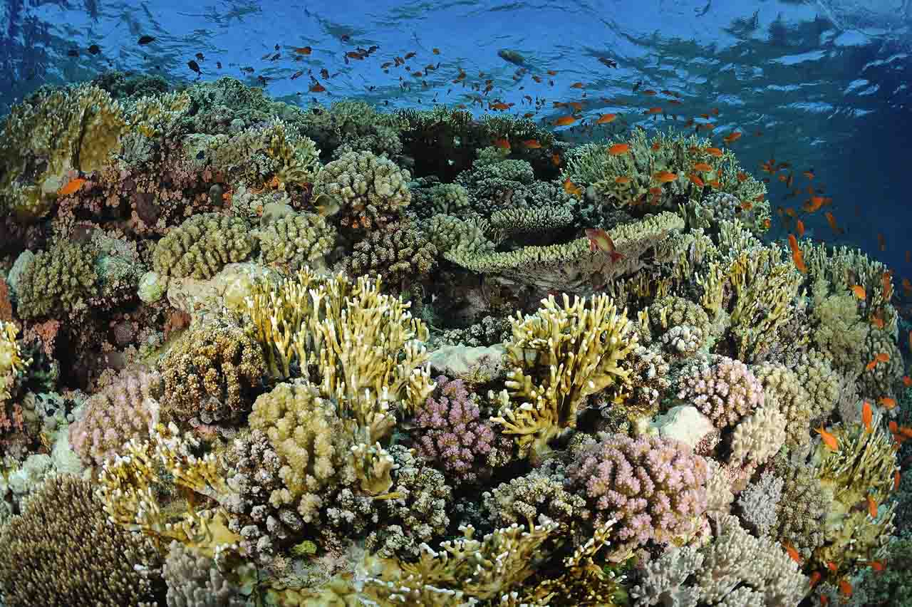 The Shark Reef drop off in the Northern Red Sea in Egypt.