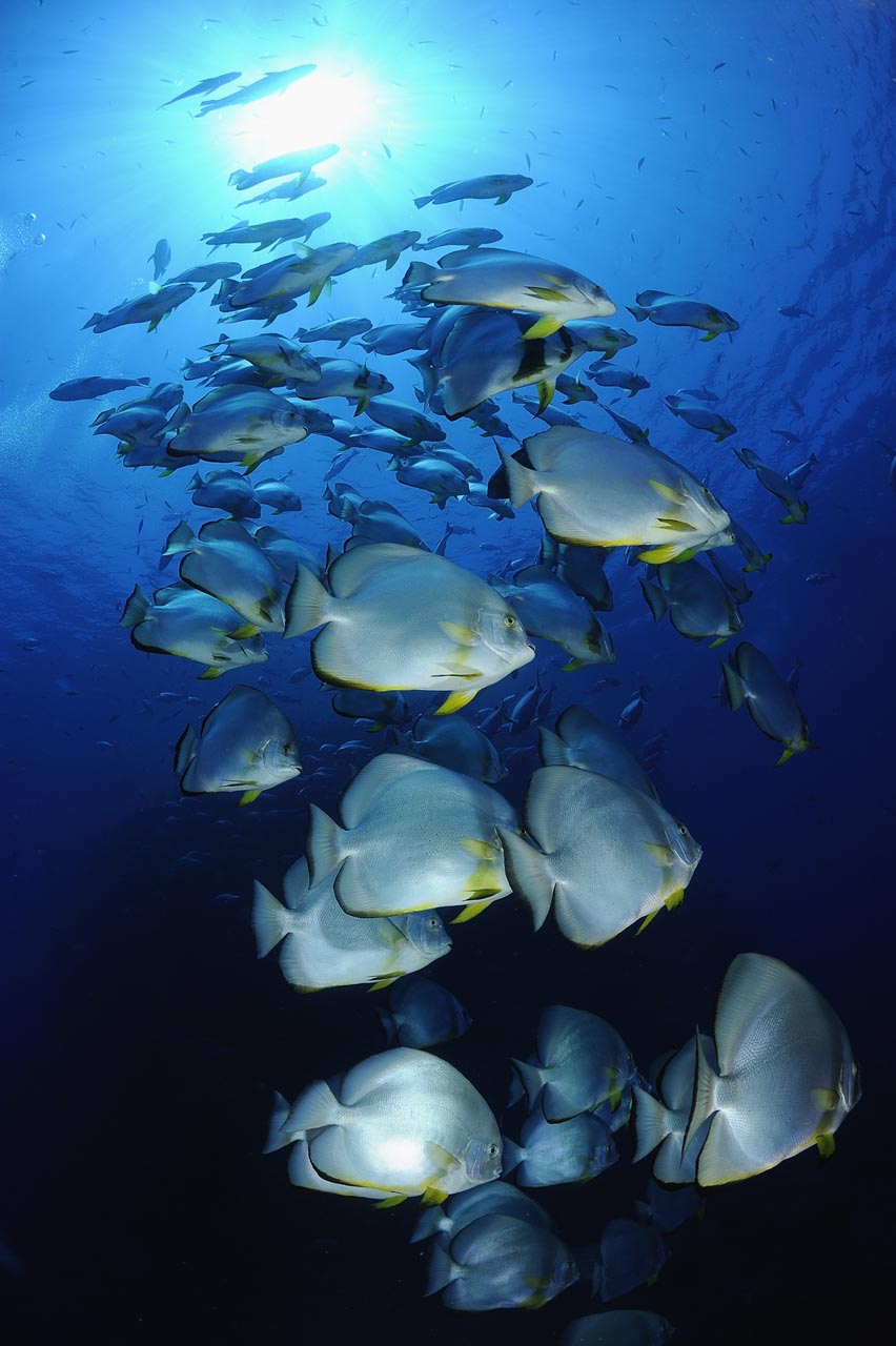 The Shark Reef drop off in the Northern Red Sea in Egypt.