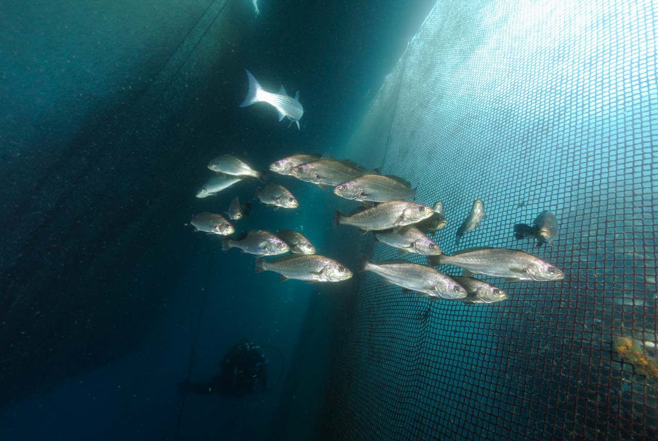 La ferme aquacole de Cannes en France. Mer Méditerranée.