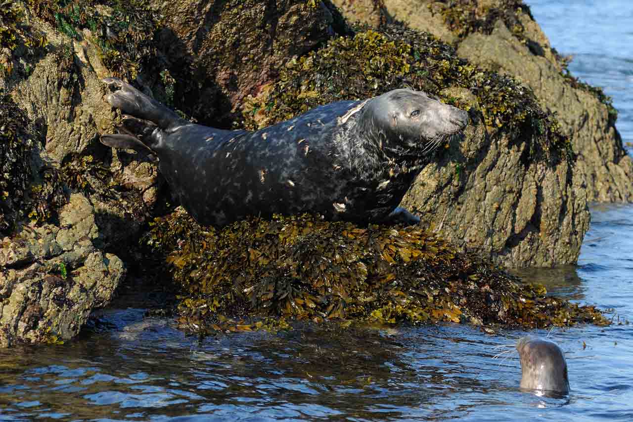 The grey seal in Brittany, France.