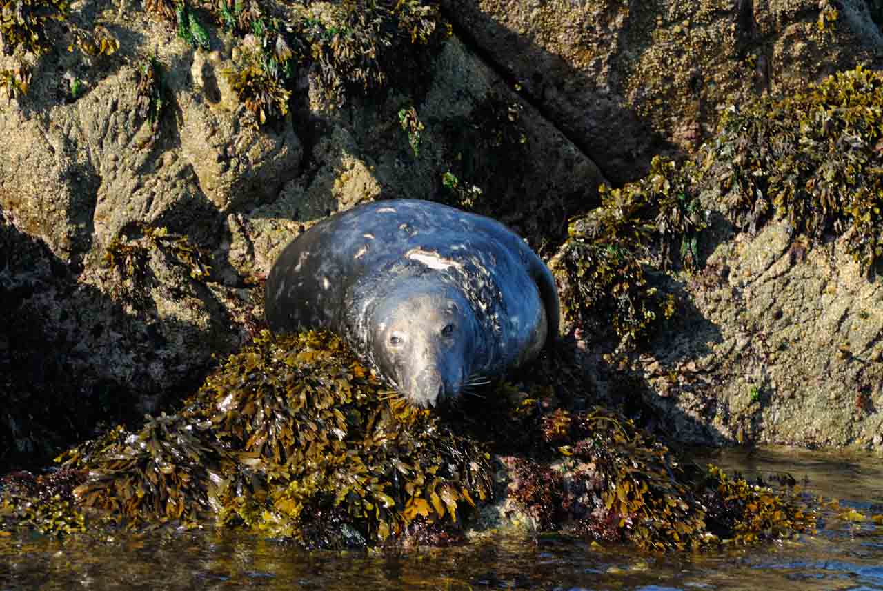 The grey seal in Brittany, France.