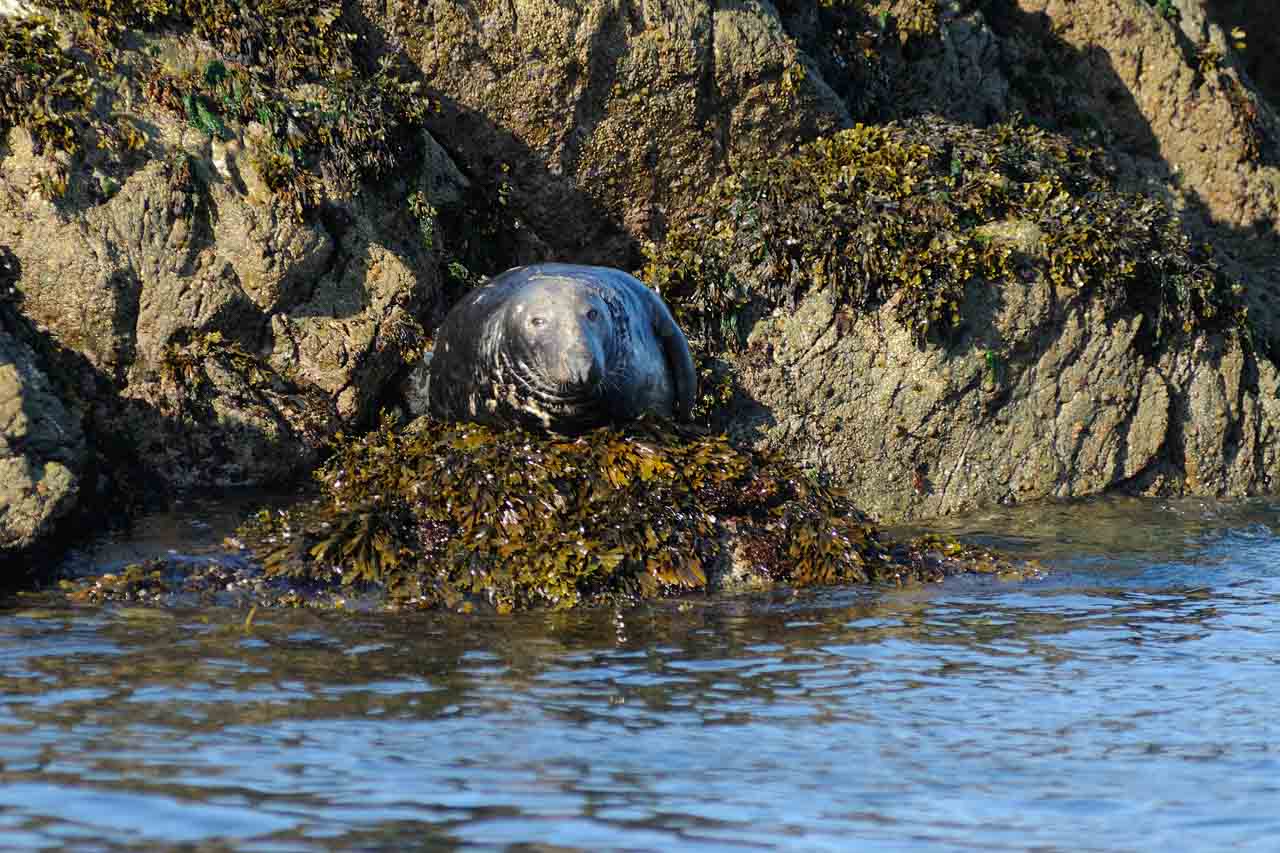 The grey seal in Brittany, France.