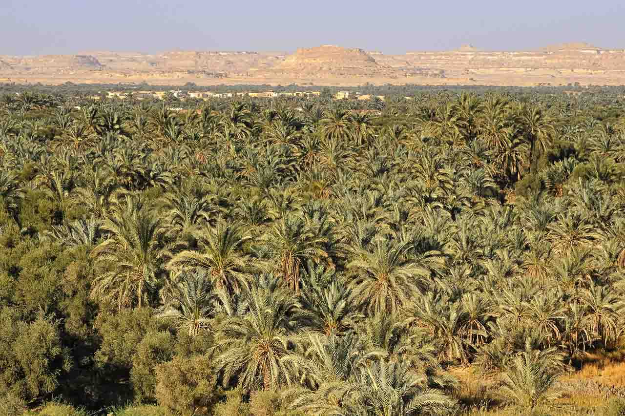 Stroll through the oasis of Siwa.