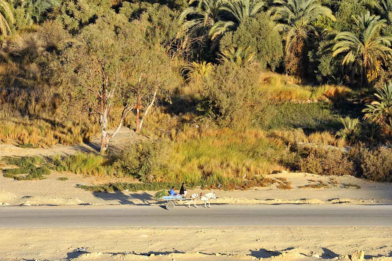 Stroll through the oasis of Siwa.