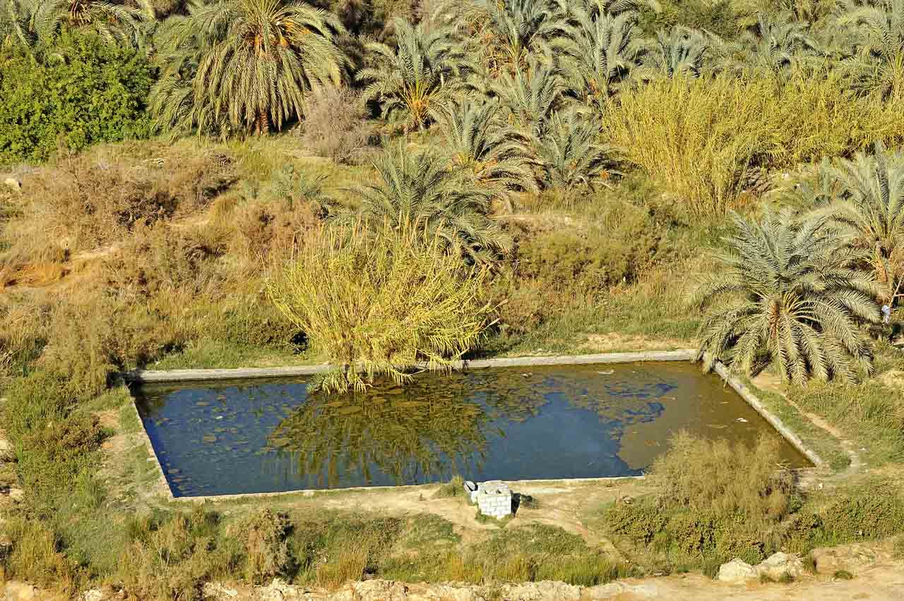Stroll through the oasis of Siwa.