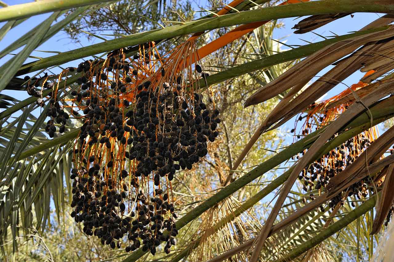 Stroll through the oasis of Siwa.