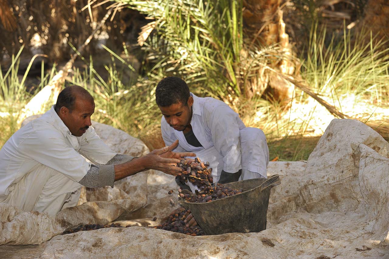 Stroll through the oasis of Siwa.