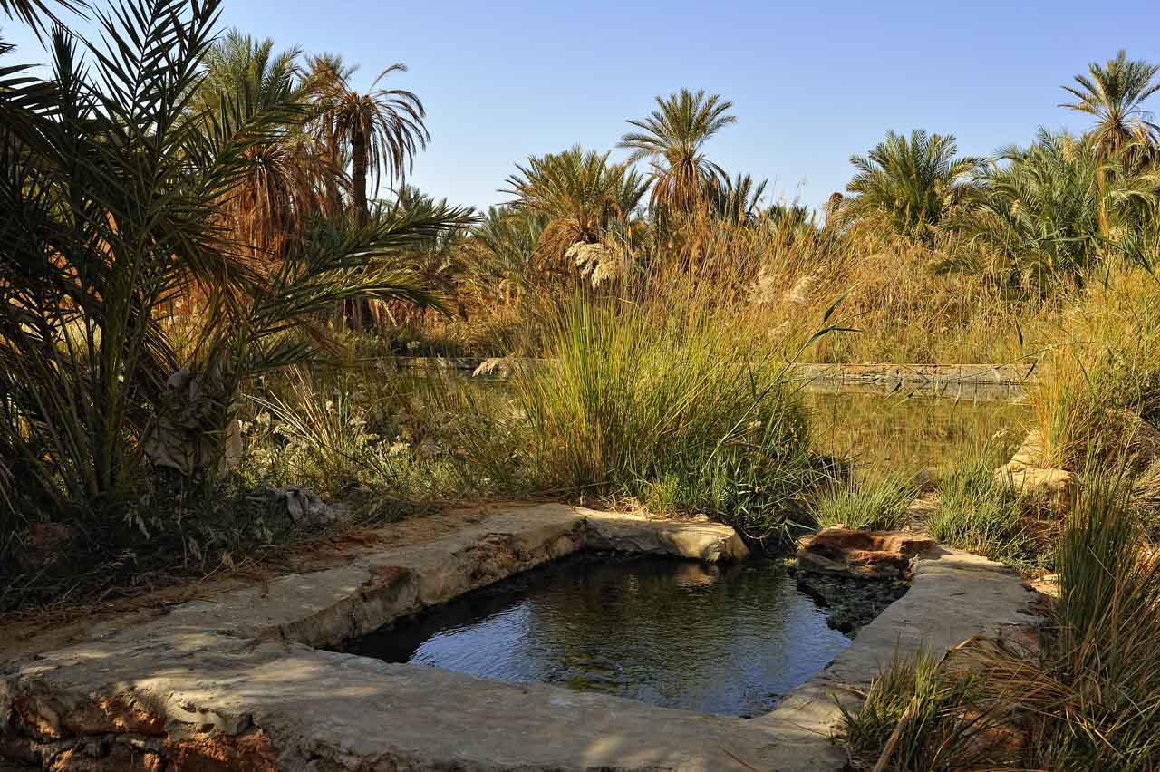 Stroll through the oasis of Siwa.