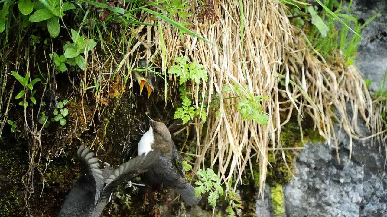 Le cincle plongeur de la rivière de Beaufort
