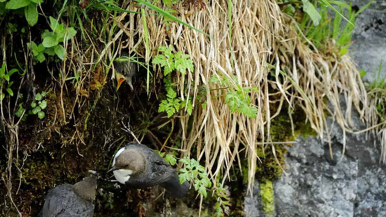 Le cincle plongeur de la rivière de Beaufort