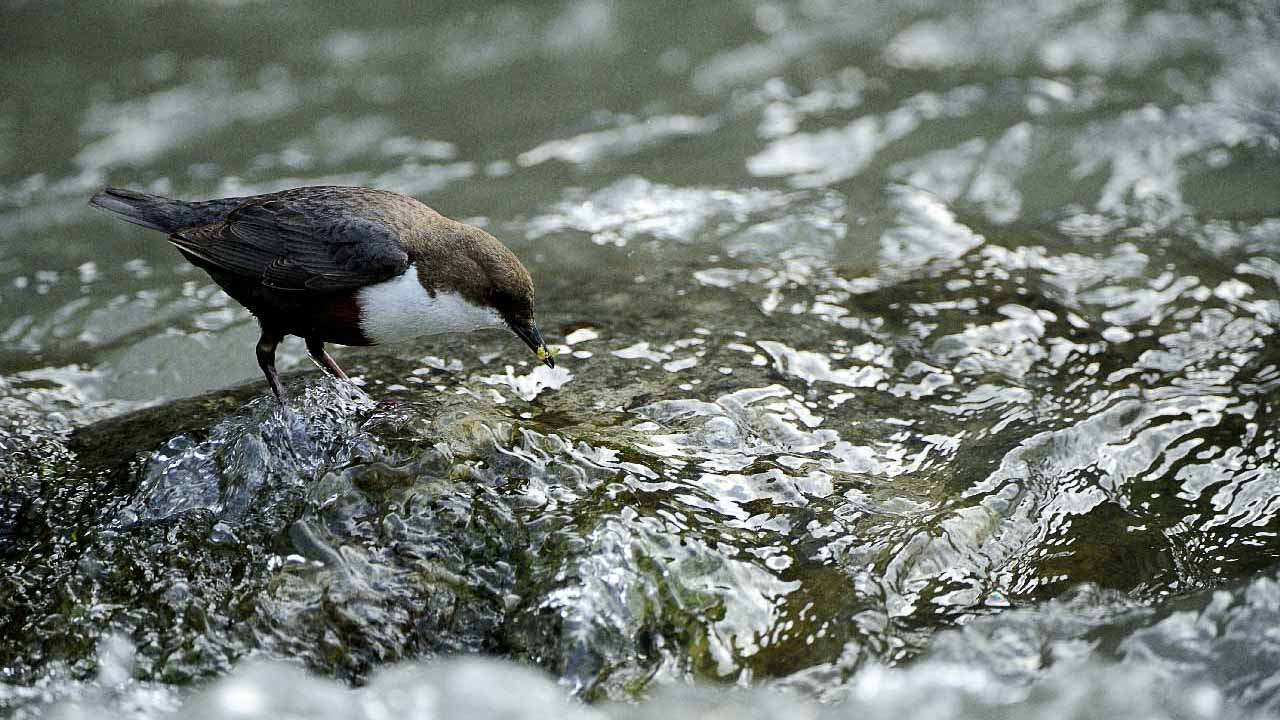 Le cincle plongeur de la rivière de Beaufort