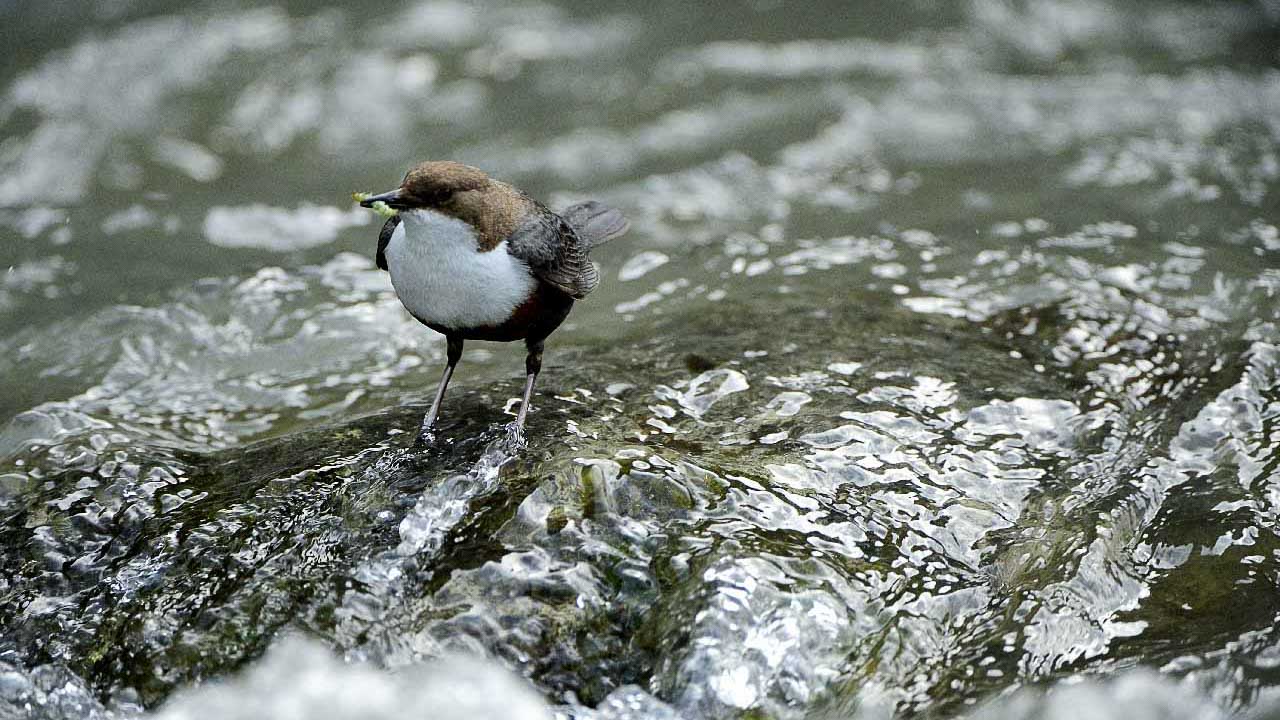 Le cincle plongeur de la rivière de Beaufort